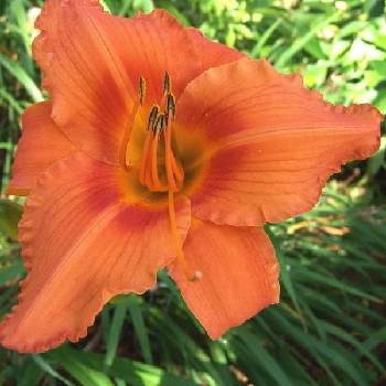 Лилейник Hemerocallis ‘Indian Paintbrush’  